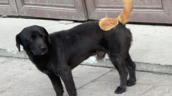Where did they cobble these little dogs together? They’re all patched together!