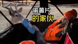 Those hilarious animal videos!