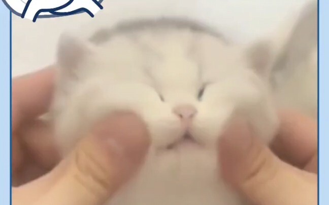 The cat is so cute!