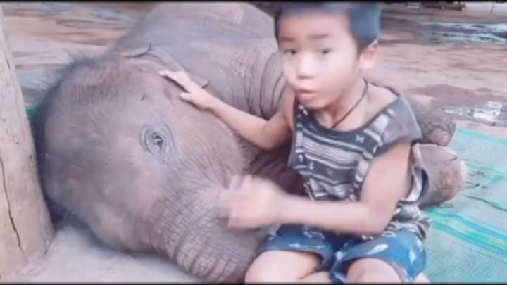 The little elephant absolutely loves days without tourists—just one little playmate is enough for it