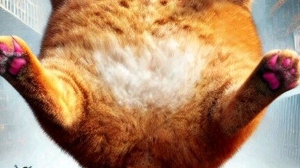 The life of the orange cat can be described as legendary