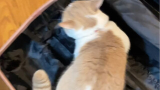 Why are cats so obsessed with suitcases?! It takes hours to pack for just one trip!