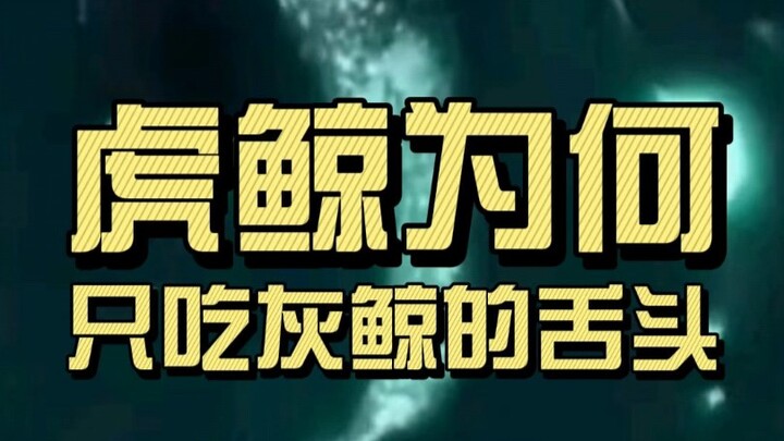 Why Do Orcas Only Eat Gray Whale Tongues?
