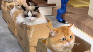 There must be some kitten out there who hasn’t ridden the Cat Bus!