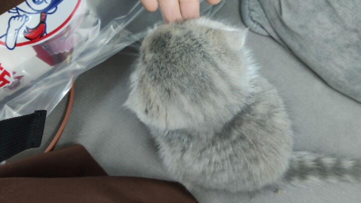 Ai ngờ tiệm cắt tóc lại còn có mèo con sữa thế này cơ chứ?