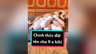 Thuộc tên cũng vất vả phết các bạn ạ.  cunyeucuadua chó chócon chókhôn chócute fyp xuhuong