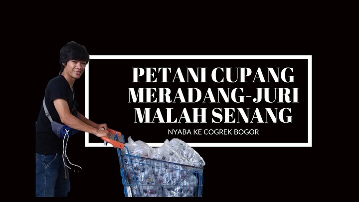 petani cupang meradang juri malah senang