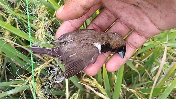 Kasihan Burung ini M4ti Terkena Jaring Pak Tani