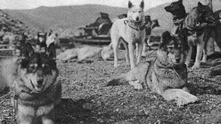 珍贵视频:1925年英雄狗狗多哥真是视频资料