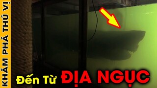 🔥7 Sinh Vật Là Hiện Thân Của THẦN C.H.Ế.T Đến Từ Địa Ngục Đáng Sợ Nhất Trong Thế Giới Động Vật| KPTV