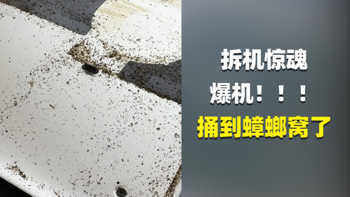 密集恐惧症勿入，蟑螂爬满整个电脑内部