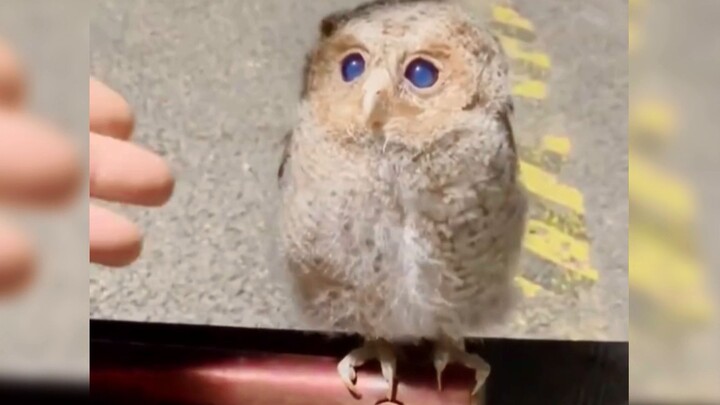 “Gak nyangka burung hantu bisa seimut dan segemas ini!”