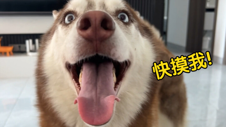 哈士奇：老子这么可爱，你怎么做到不摸的！