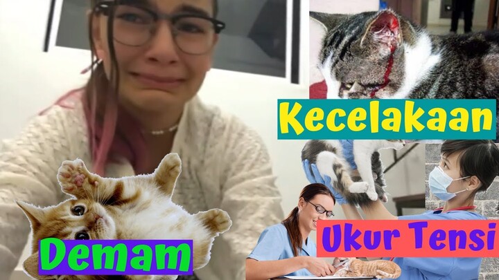 Berikut Kejadian Kucing Harus Segera dibawa ke Rumah sakit