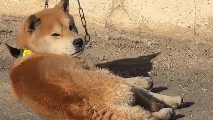 คลิปตลกจีน