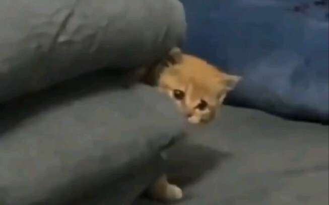 【รวม】เหล่าแมวน้อยน่ารักสนุกสนาน 01