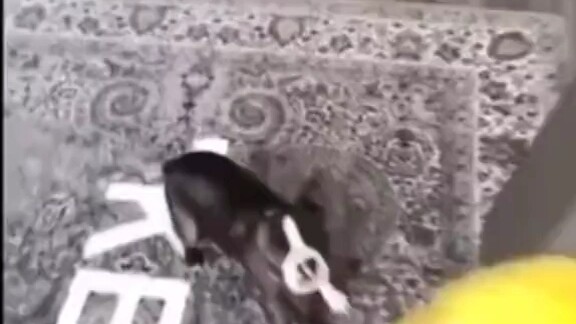 Dog: What the heck are you looking at? It wasn’t me!