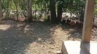 ayak kekkok madura