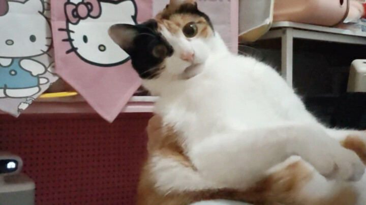 ผู้ฝึกแมวไม่เชี่ยวชาญ (ถ่ายเล่น โปรดอย่าเอาไปทำตาม)
