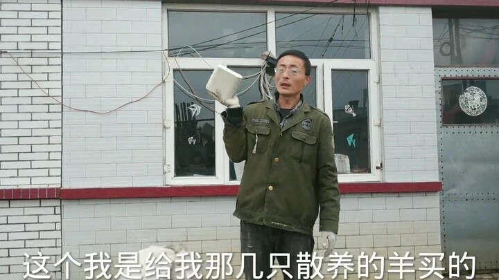 Đại Cương vừa mua một viên gạch muối trên mạng, mà hai con cừu cưng như thể đã ngửi thấy mùi nên chẳ