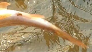 Hatkela Fishing in Nepal | Hand Fishing | Himalayan Trout Fishing in Nepal |