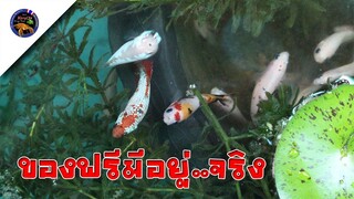 แจกปลากัดฟรีๆมีอยู่จริงสไตล์korattv