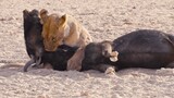 lion king hunting the buffalo and zebra