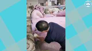 Thoả mãn với sự đặc biệt của tạo vật TK2 #funny