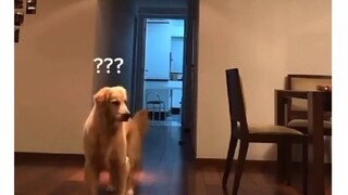 FUNNY ANIMAL # funnymoments # comedy # hilarious # Pranks # EpicFail # HumorSkits # LaughOutLoud