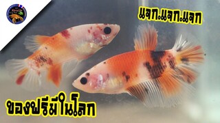 แจกปลากัดฟรี ฟรี กับกิจกรรมของฟรีมีโลกสไลต์korattv