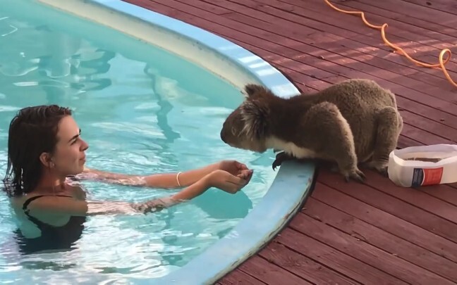 An unforgettable encounter: a super cute koala wants to kiss, hug… and play with water.