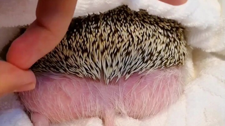 [Hedgehog] Catch them off guard with a poopy burst!