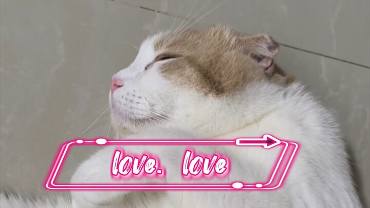 หนูพูม่า #kitten #kittens #catoftheday #cutecat #catlife #funnycats #แมว#ทาสแมว #แมวเหมียว#แมวสลิด