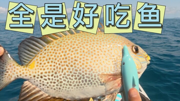 Khắp biển đều là cá ngon
