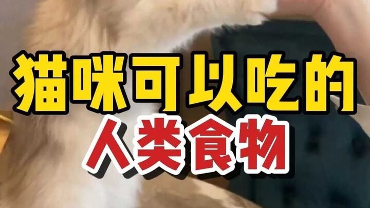 Human Foods Cats Can Eat—Lots of Benefits!