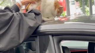 I don’t even dare to buy groceries like this #buycar #cat #entertainyouamway #fastgrowthplan