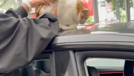 I don’t even dare to buy groceries like this #buycar #cat #entertainyouamway #fastgrowthplan