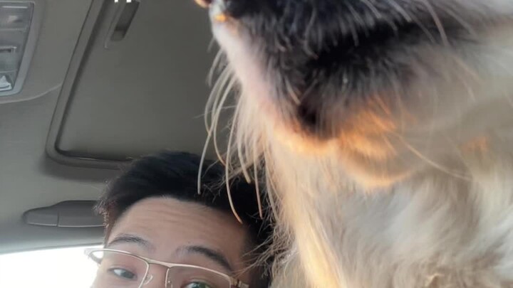 Ketika kucing yang aku besarkan di Rusia bertemu dengan anjing yang tumbuh di Guangdong dan Guangxi.