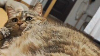อบขนมปังโฮลวีตแบบไม่มีน้ำตาล