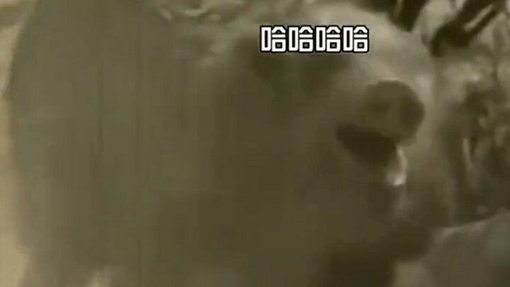 Pig: I got made fun of that day.