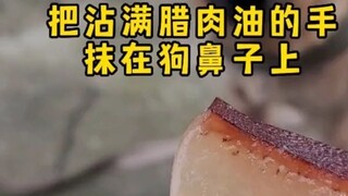 What is it like to rub your meat-scented fingers on a dog’s nose?