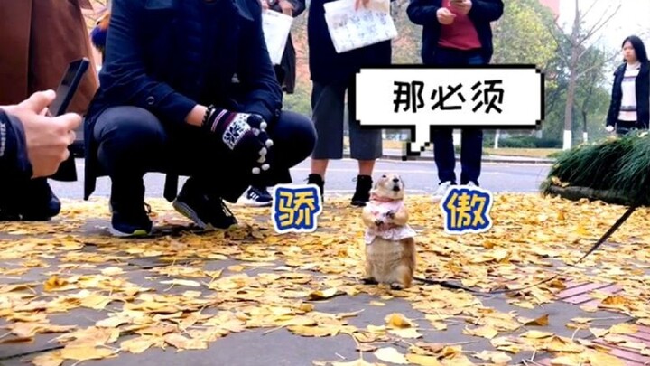 ตัวเมียเมี้ยวพาเจ้าของเดินเที่ยวมหาวิทยาลัย ถูกคนมุงถ่ายรูป ท่าทางหน้ากล้องสุดเทพ ชาวเน็ตบอก: นี่มัน