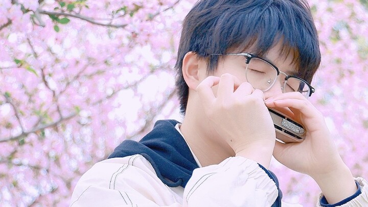 Cảnh báo có thể chảy nước mắt! Harmonica chơi bài Sincerely Violet Evergarden