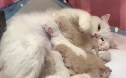 Puff’s baby has finally been born! Mom and baby are both safe and sound! What name should we give th