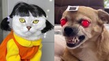 Squid Game Cats And Dogs Netflix - Tik Tok Trend Squid Game