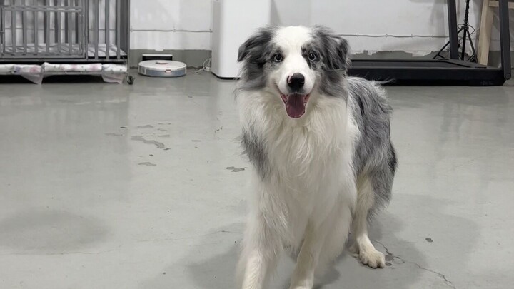 การเลี้ยงบอร์เดอร์คอลลี่ต้องรู้จักเอาใจให้ถูกใจ