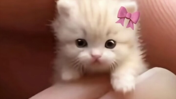 ทั่วโลกจะชอบเจ้าแมวน้อยเทวดาสุดน่ารักแบบสุดๆ ไหมนะ?