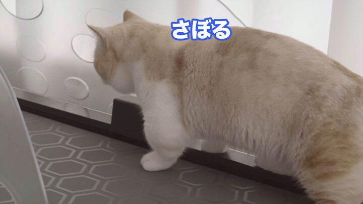 [Hewan]Ada Alasannya Kucing Jadi Gemuk