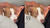 【Animal Circle】Dog experienced baby kids on human's tummy.