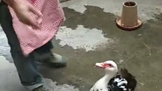 Thấy vịt con bị bắt, vịt mẹ sốt ruột đến mức nhảy một điệu nhảy tap dance.